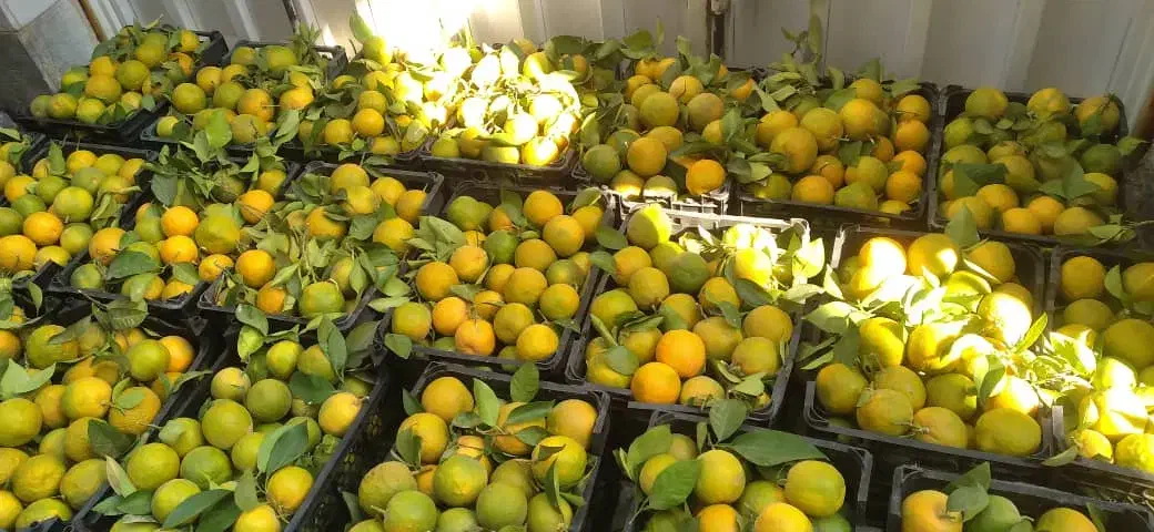 نارنج|خدمات باغبانی و درختکاری|افزر, |دیوار