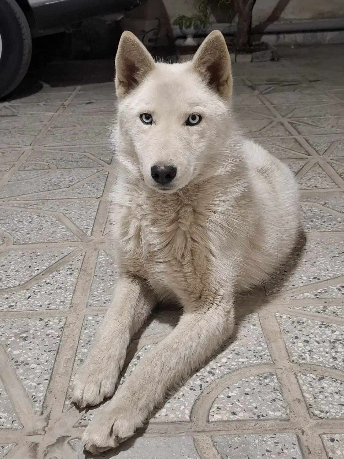 هاسکی ماده|سگ|الیگودرز, |دیوار