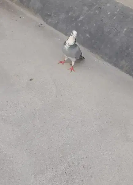 کبوتر|پرنده|شیروان (خراسان), |دیوار