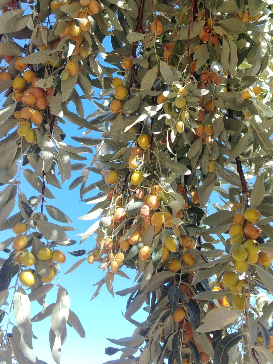 سنجد|خوردنی و آشامیدنی|میان جلگه, |دیوار