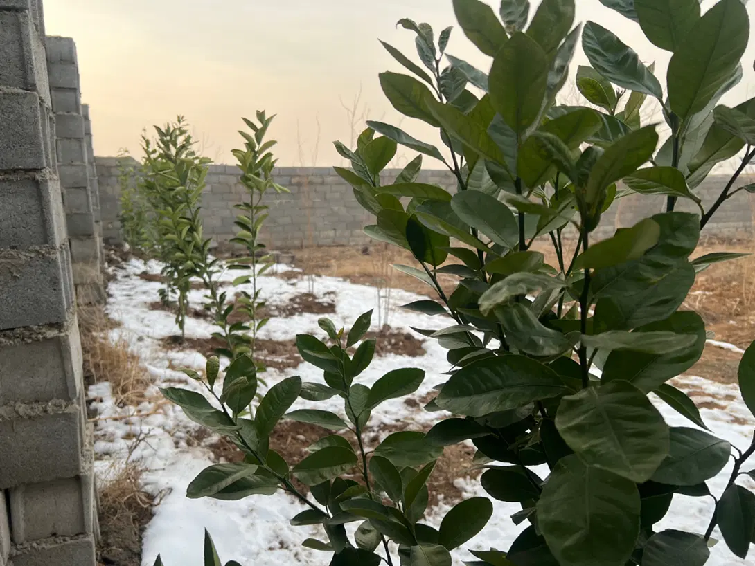 زمین باغی روستای روران حکم تبرئه دیوار کشی و استخر - Widok 2