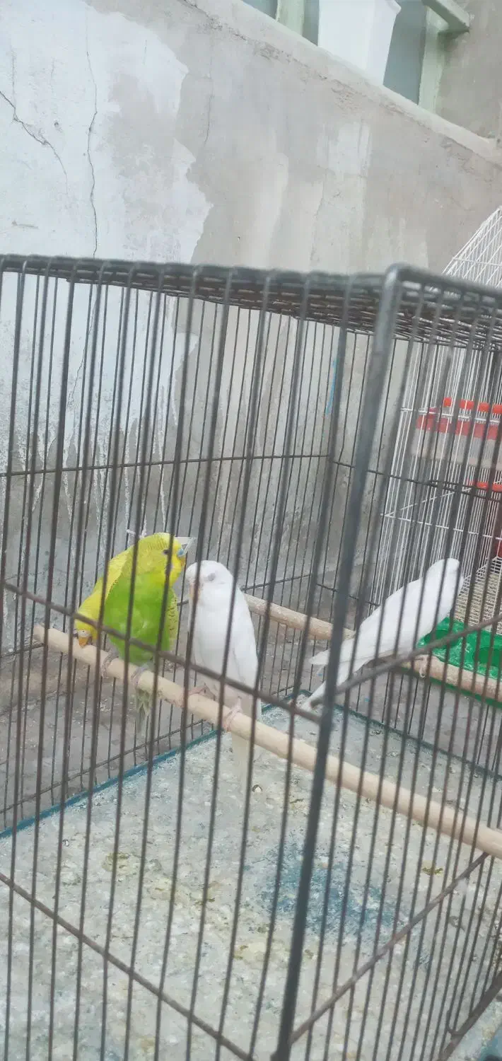 مرغ عشق|پرنده|ایذه, |دیوار