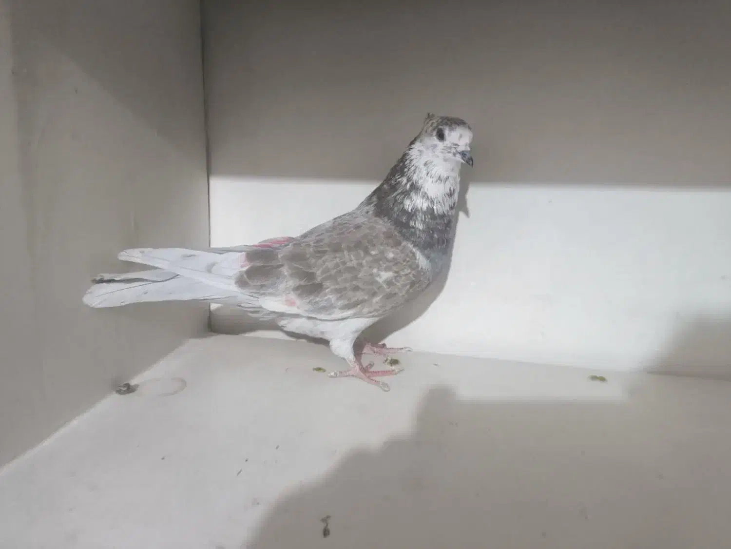 کبوتر|پرنده|کرج, برغان|دیوار