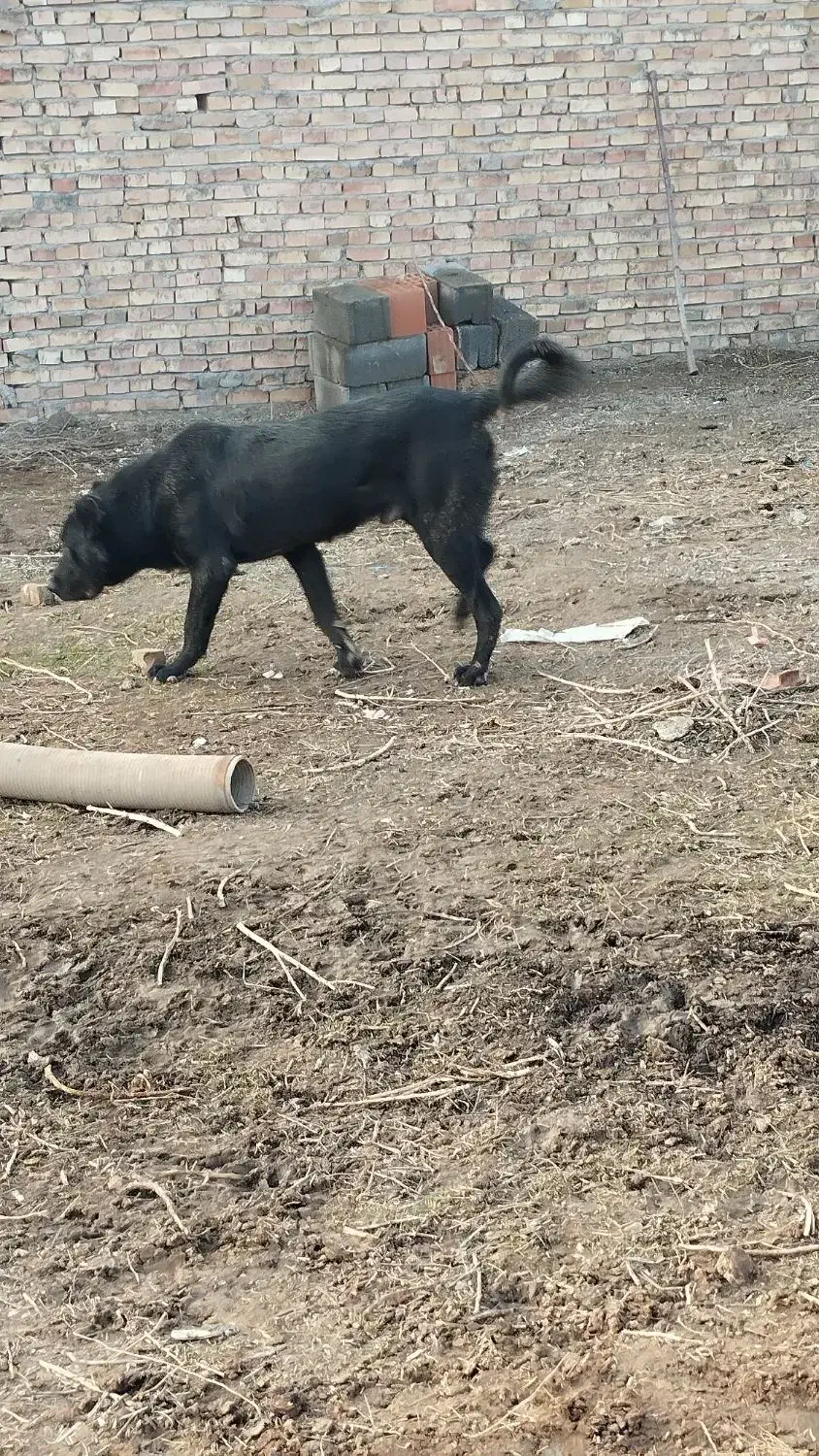 سگ سرابی|سگ|شبستر, |دیوار