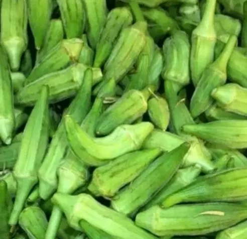 بامیه|خوردنی و آشامیدنی|دوگنبدان, |دیوار