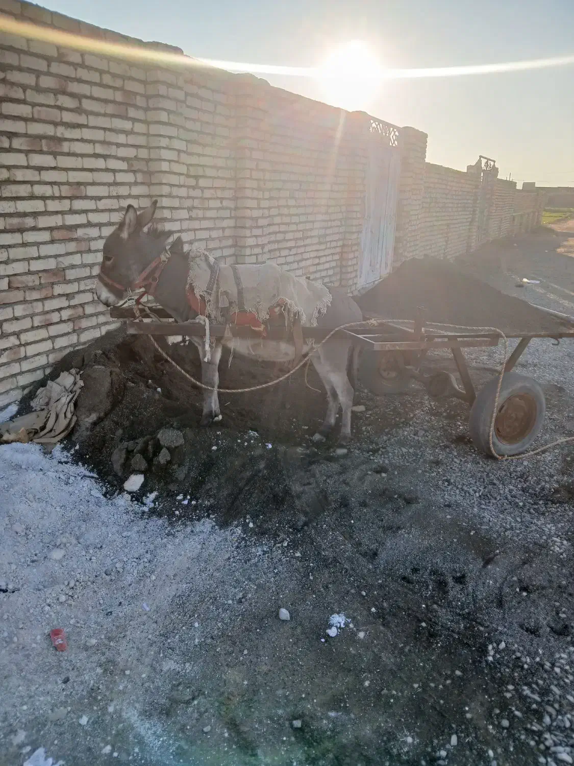 الاغ نر|حیوانات مزرعه|کاشان, فین بزرگ|دیوار