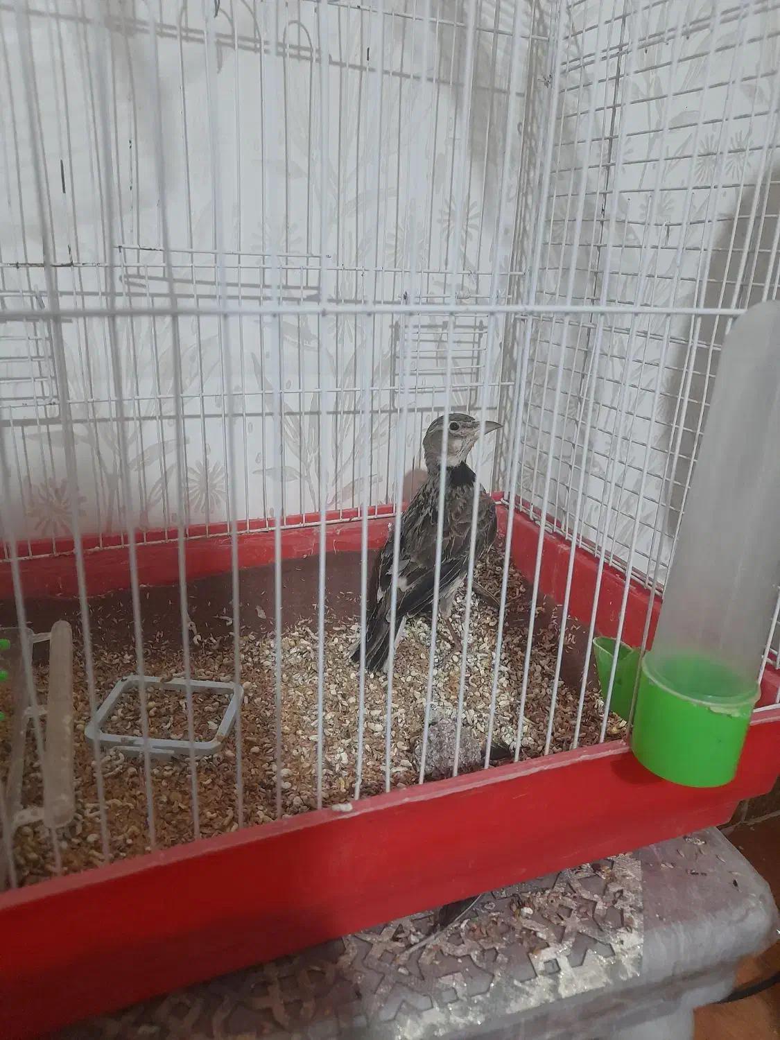 ترقا|پرنده|اردبیل, |دیوار