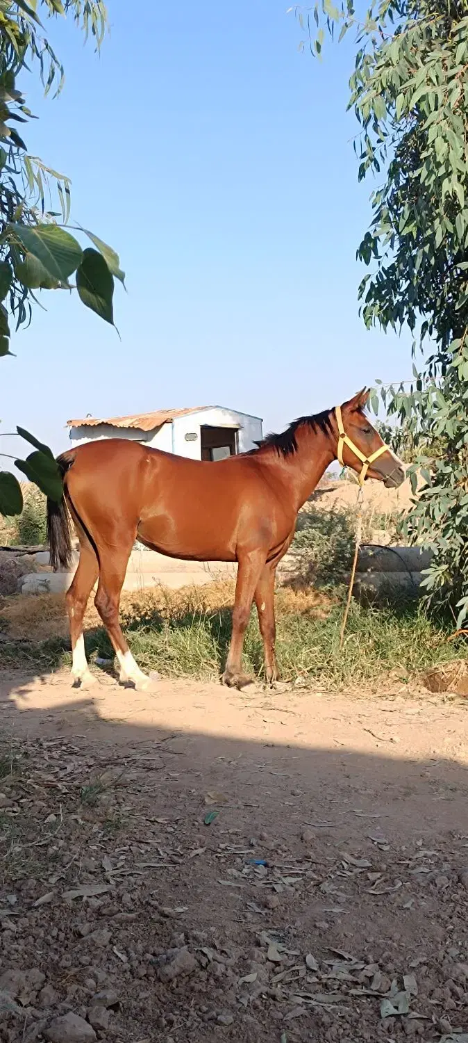 اسب|اسب و تجهیزات اسب‌سواری|کارون, |دیوار