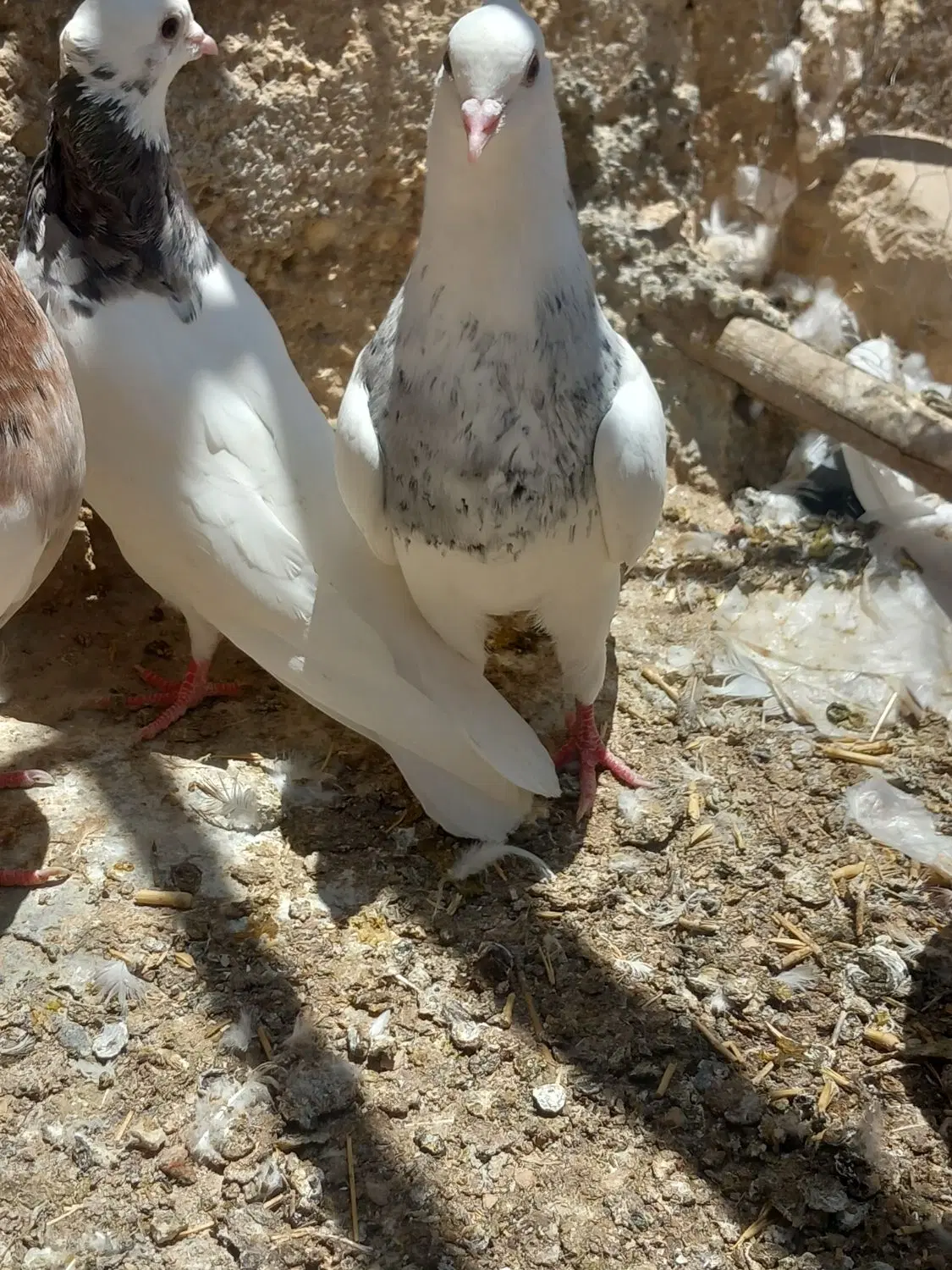کفتر|پرنده|زرین دشت (فارس), |دیوار