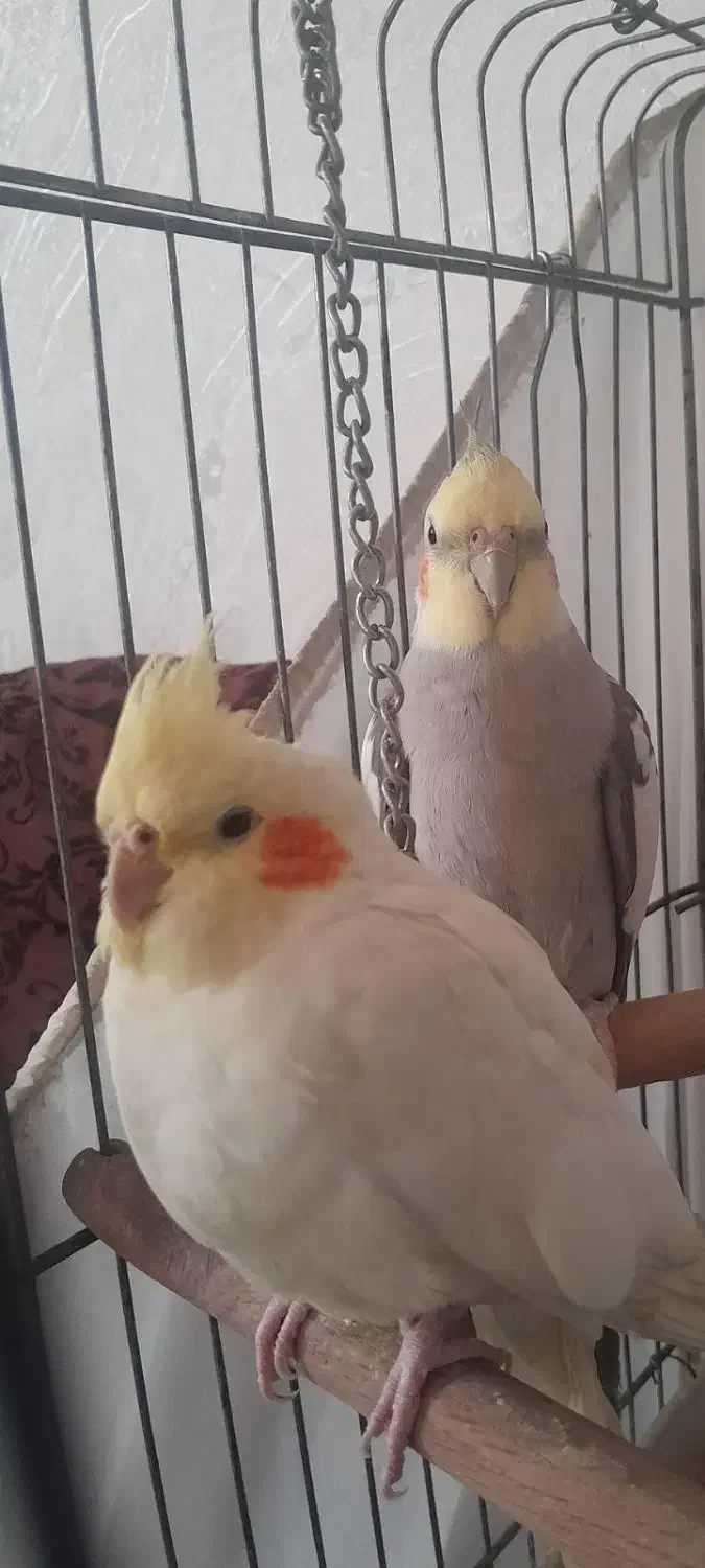 عروس هلندی|پرنده|تهران, اسفندیاری|دیوار