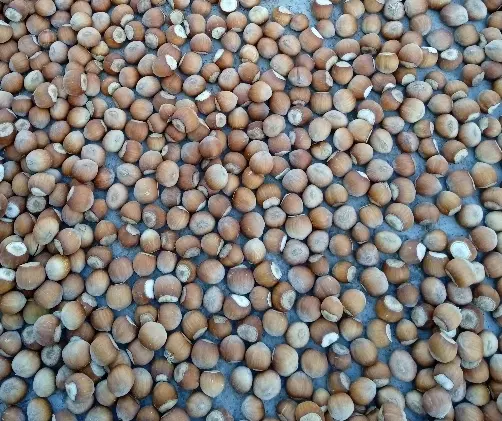 فندق|خوردنی و آشامیدنی|مشهد, نکاح|دیوار
