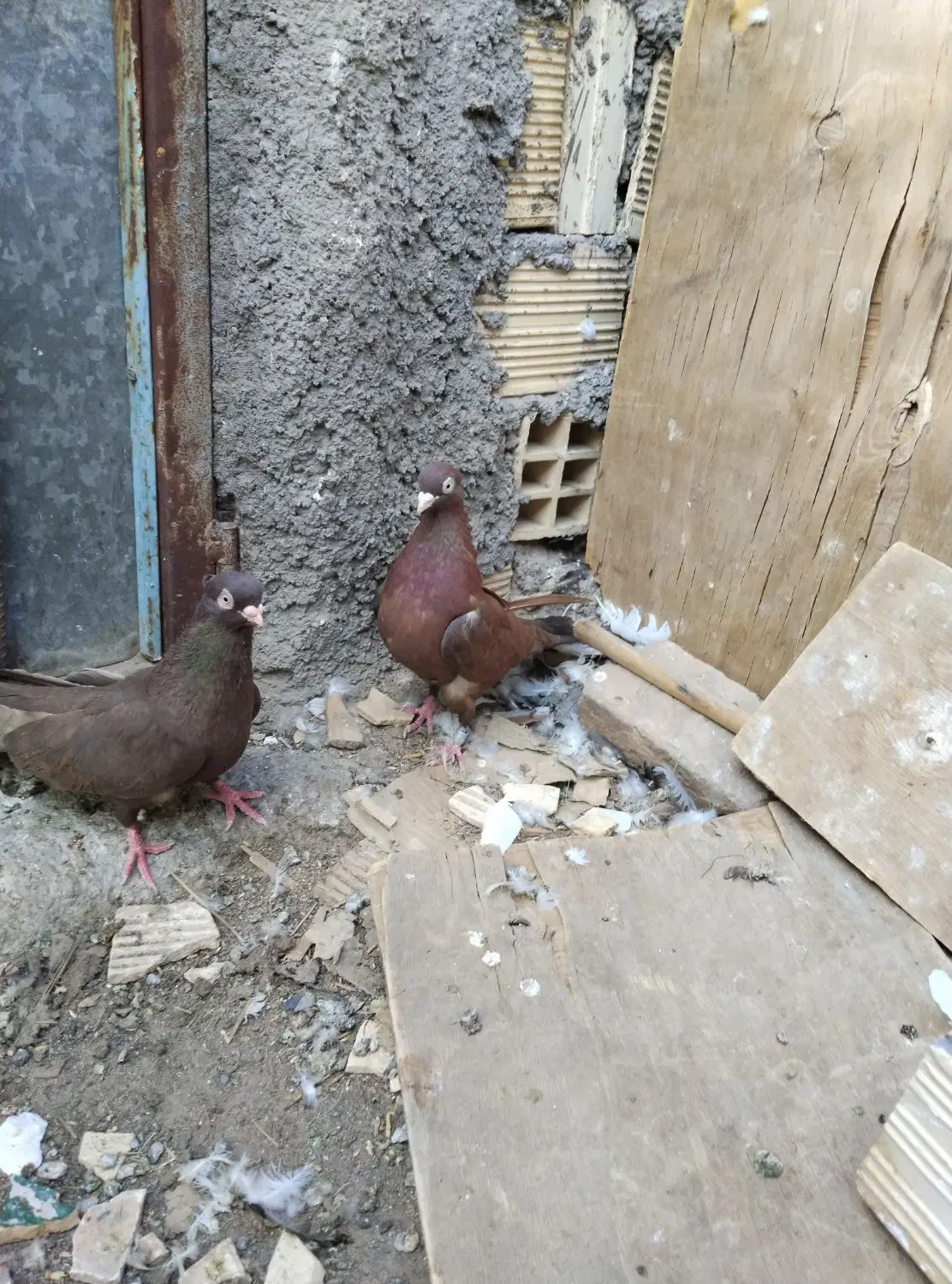 کبوتر|پرنده|بم, |دیوار
