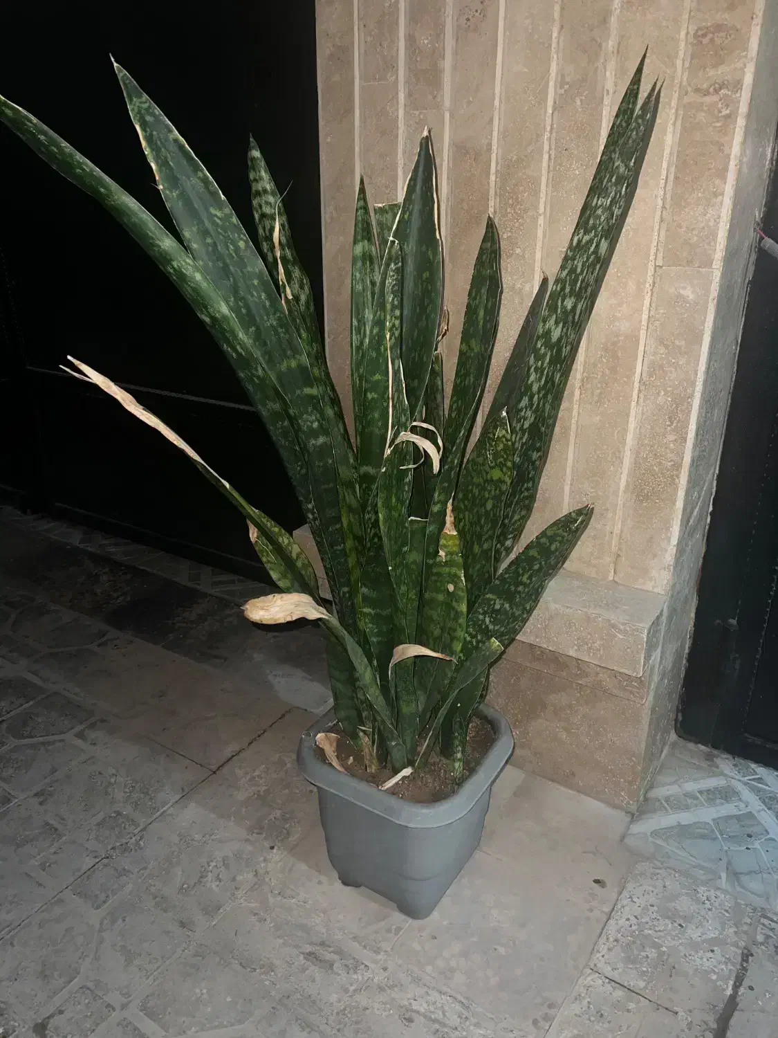 گل باغ|گل و گیاه طبیعی|بوشهر, |دیوار