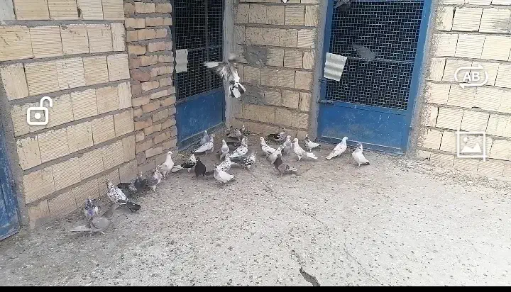 فروشی|پرنده|آران و بیدگل, |دیوار