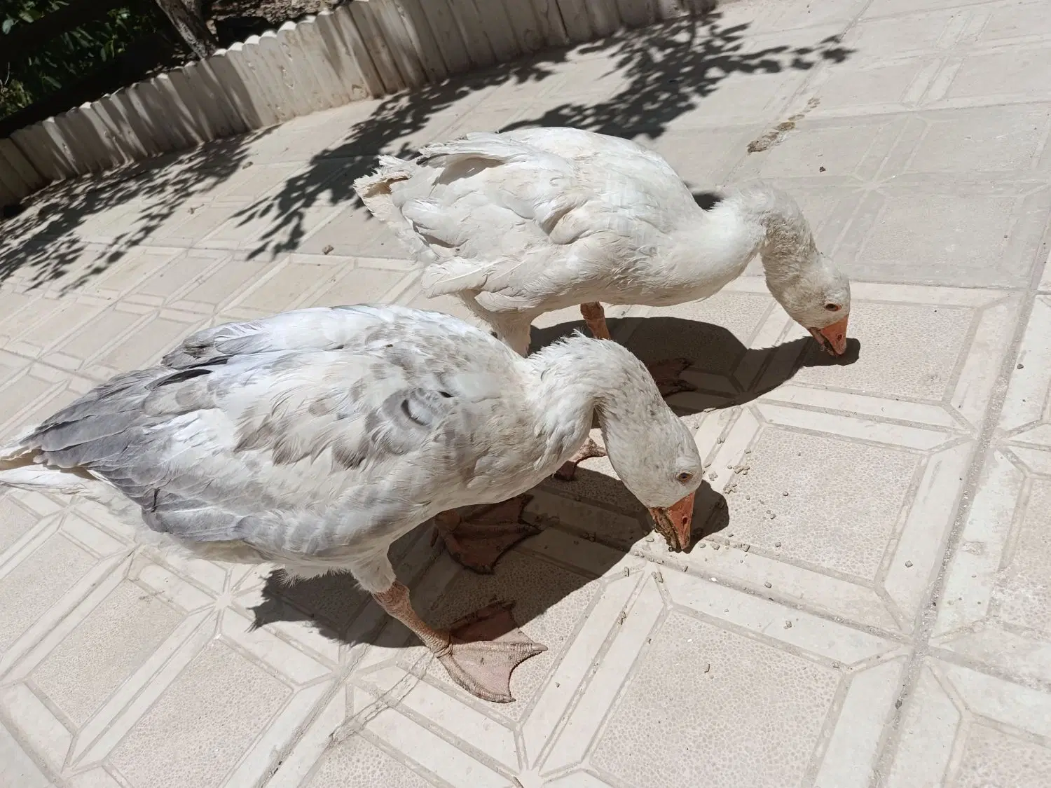 غاز|حیوانات مزرعه|رودهن, |دیوار