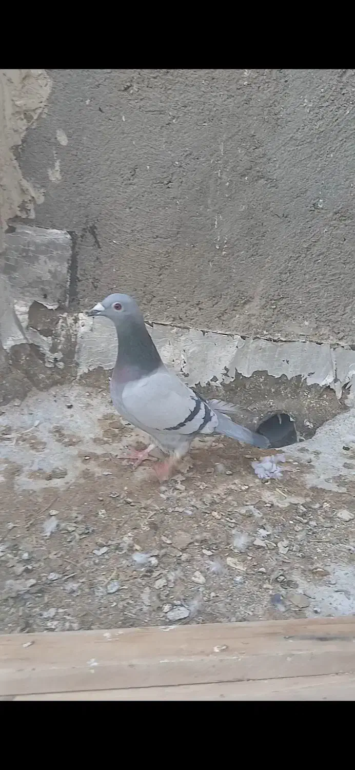 سبز ماده|پرنده|تربت جام, جامرود|دیوار