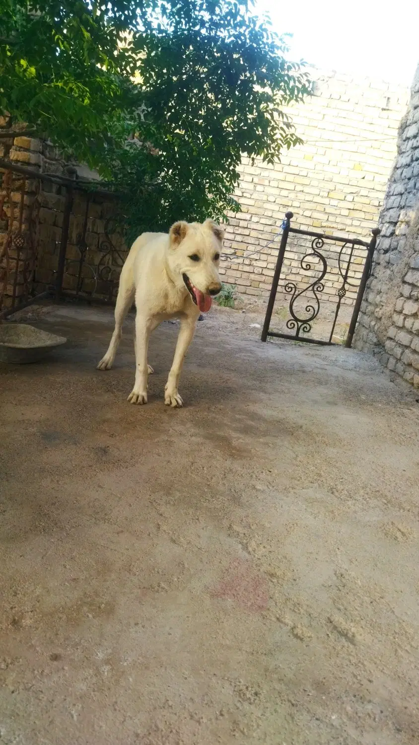 سگ رمه|سگ|خواف, |دیوار