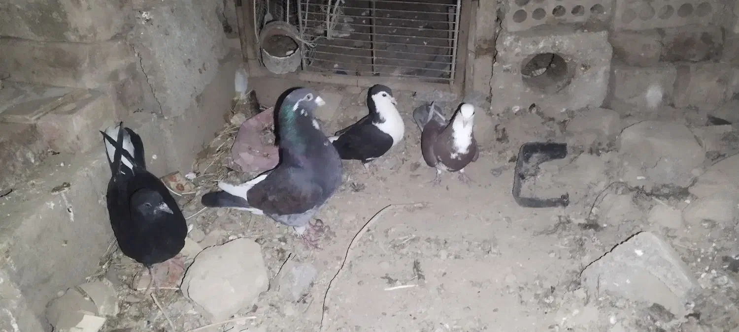 کبوتر|پرنده|یزدان شهر, |دیوار