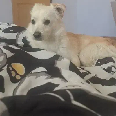 گمشده|حیوانات|شیراز, شهرک مفتح|دیوار