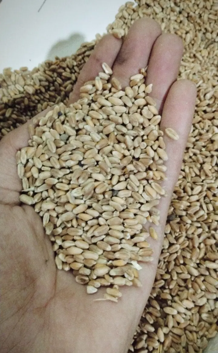 گندم تمیز|خوردنی و آشامیدنی|زبرخان, |دیوار