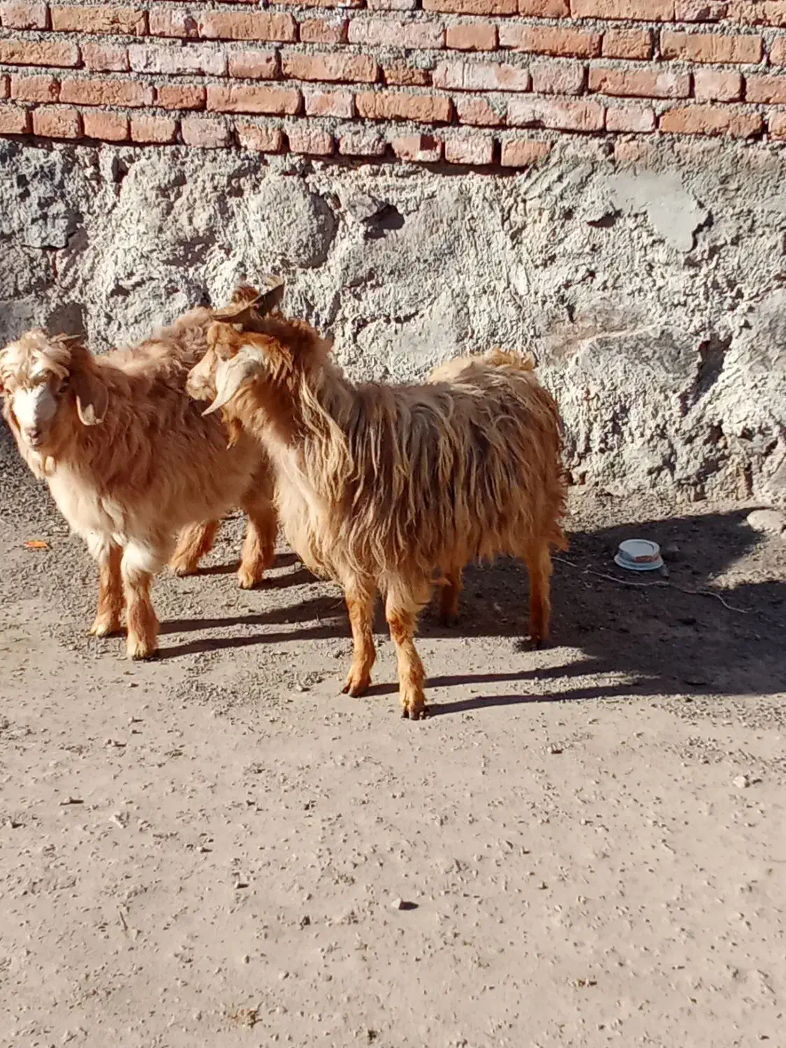 بزغاله چاق|حیوانات مزرعه|مشگین شهر, |دیوار