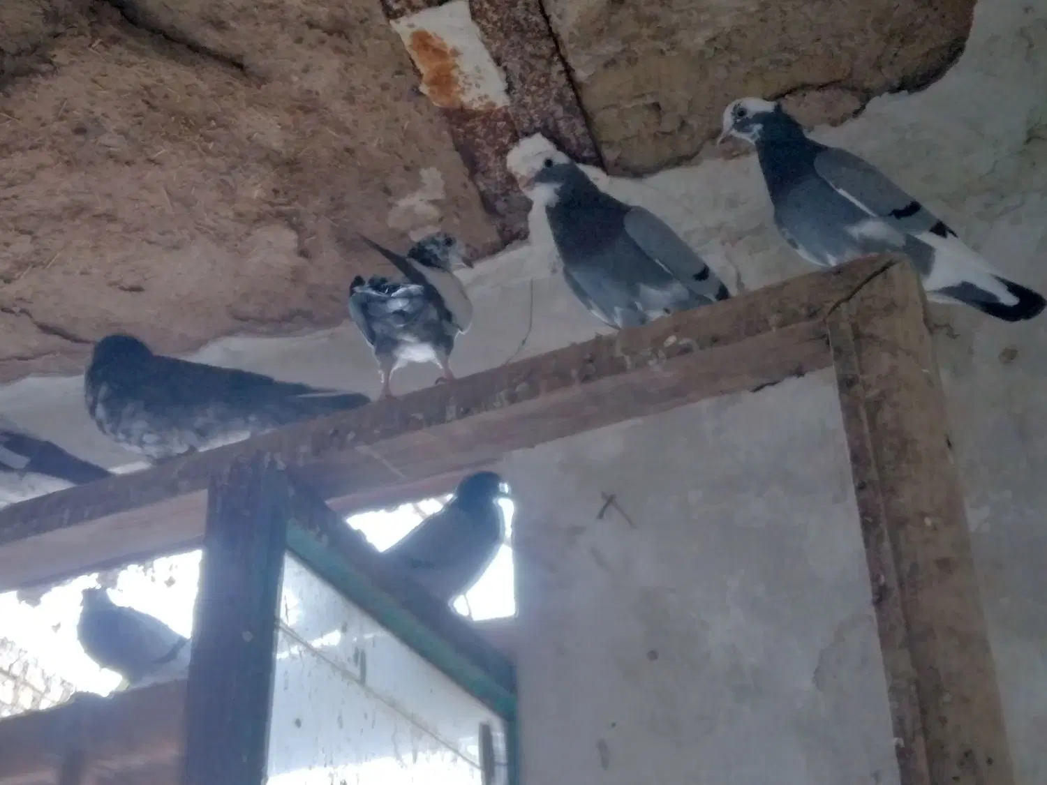 کبوتر|پرنده|اردستان, |دیوار