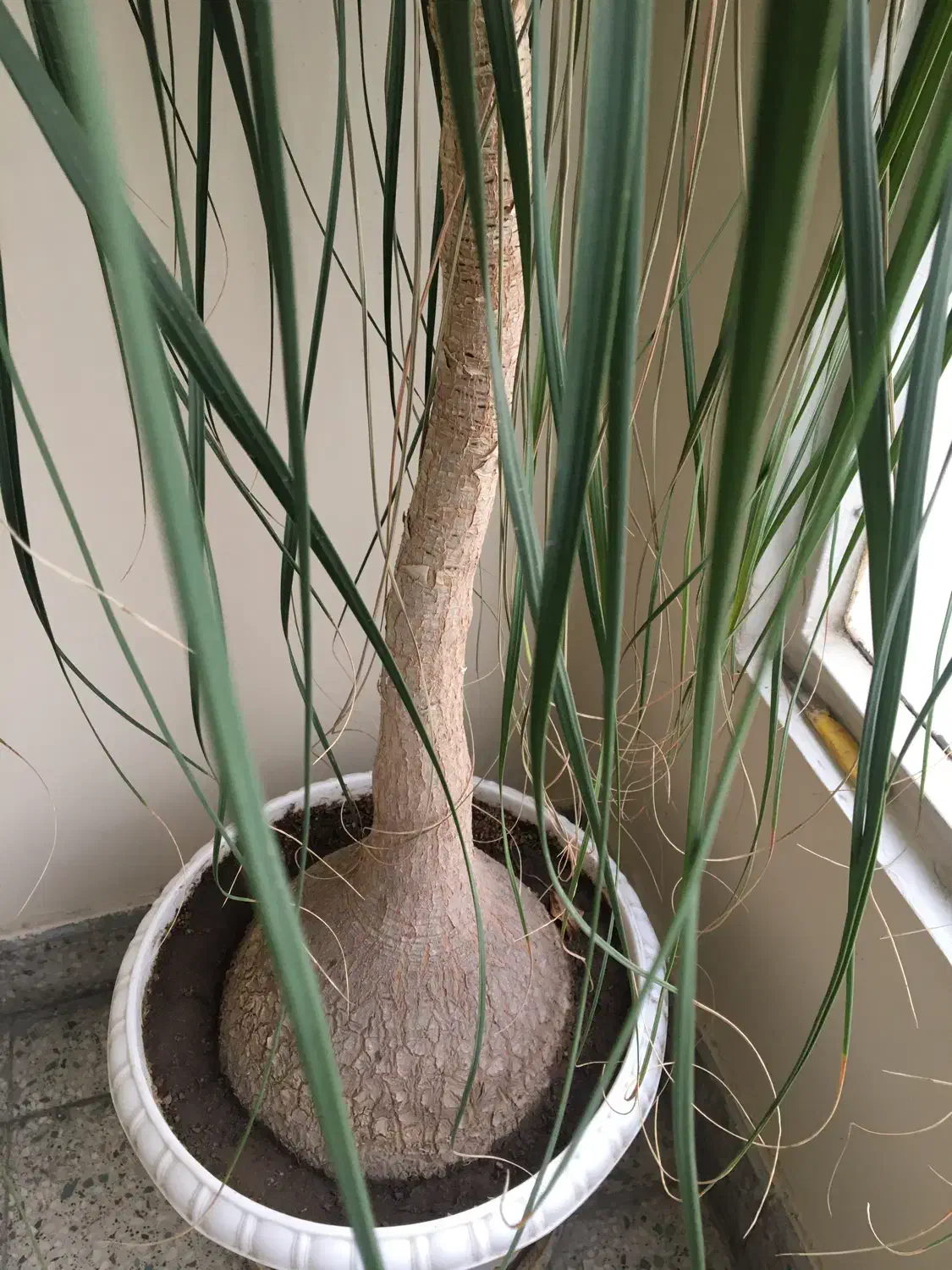 گل لیندا|گل و گیاه طبیعی|تهران, نارمک|دیوار