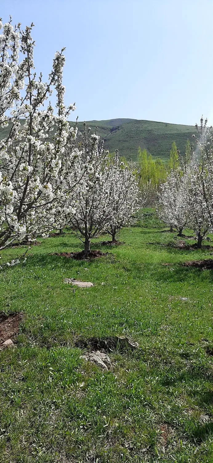 باغ|فروش زمین و ملک کلنگی|کوهین, |دیوار