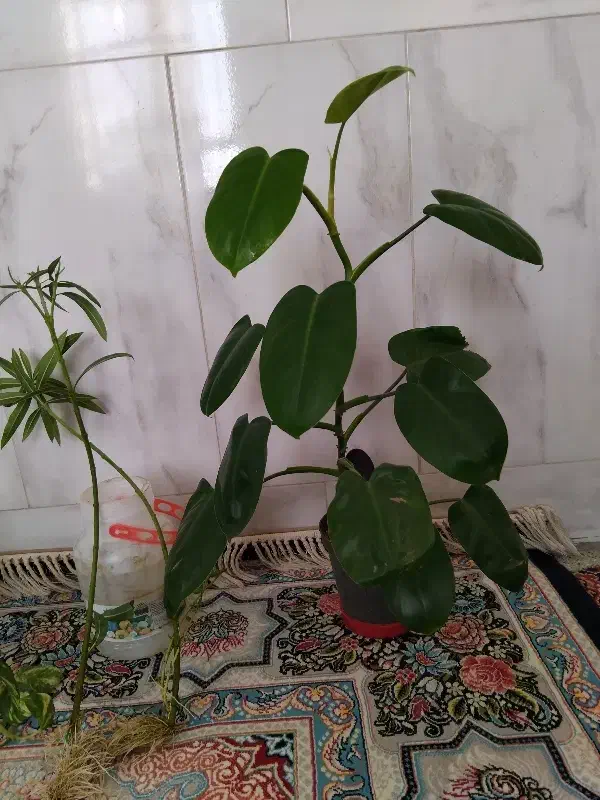 گل طبیعی|گل و گیاه طبیعی|نیشابور, مازول|دیوار