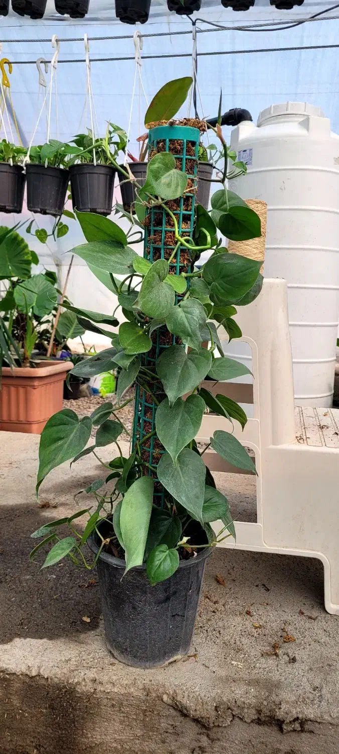 گل طبیعی|گل و گیاه طبیعی|مشهد, فرهنگ|دیوار