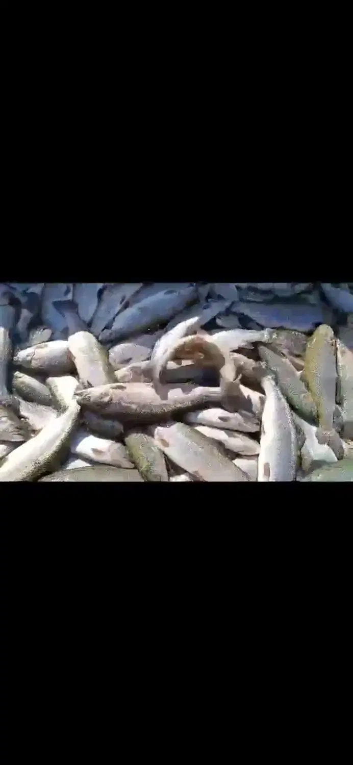 بچه ماهی|ماهی|لاهیجان, گلستان|دیوار