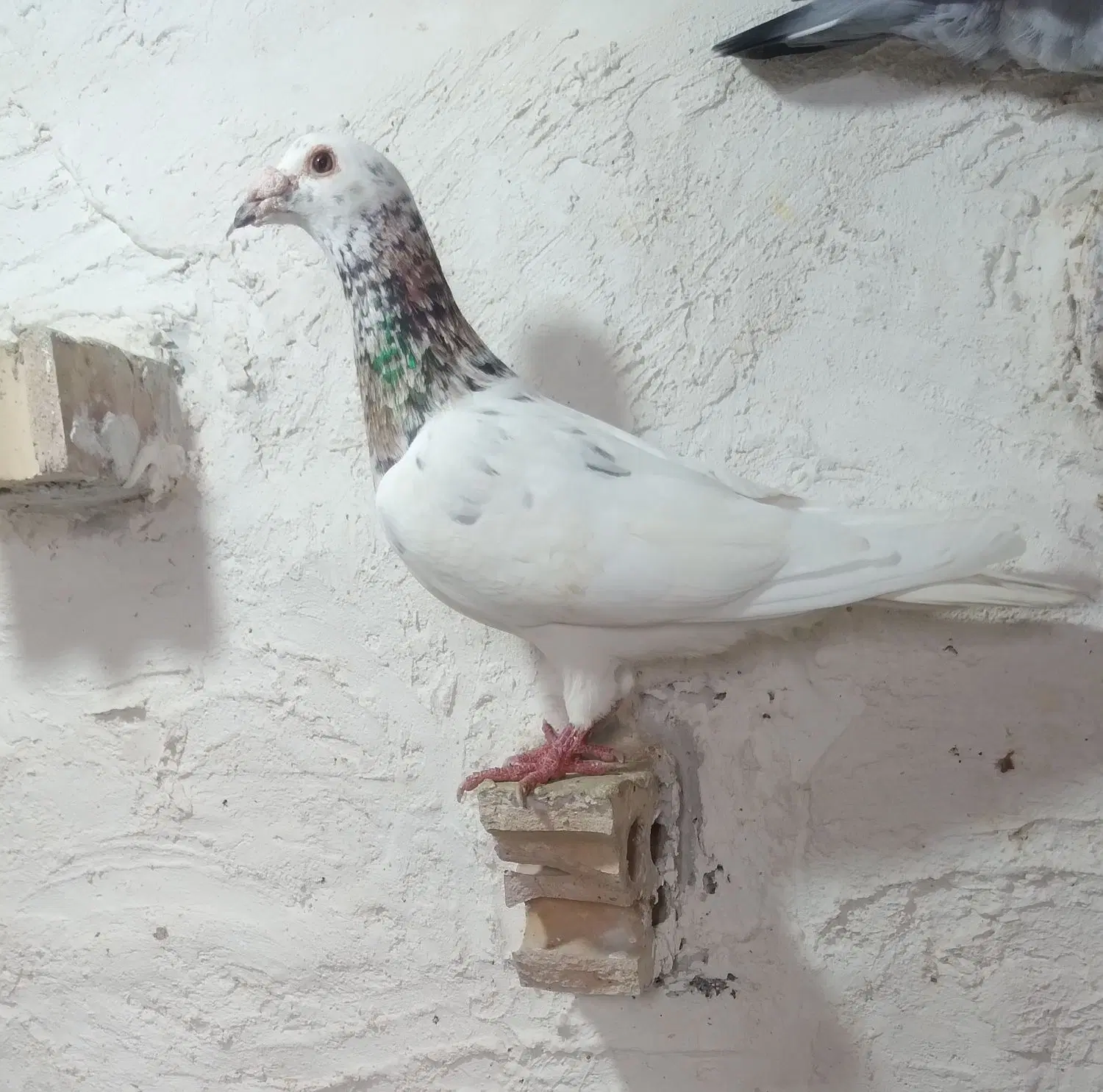 سا ر|پرنده|گنبد کاووس, |دیوار