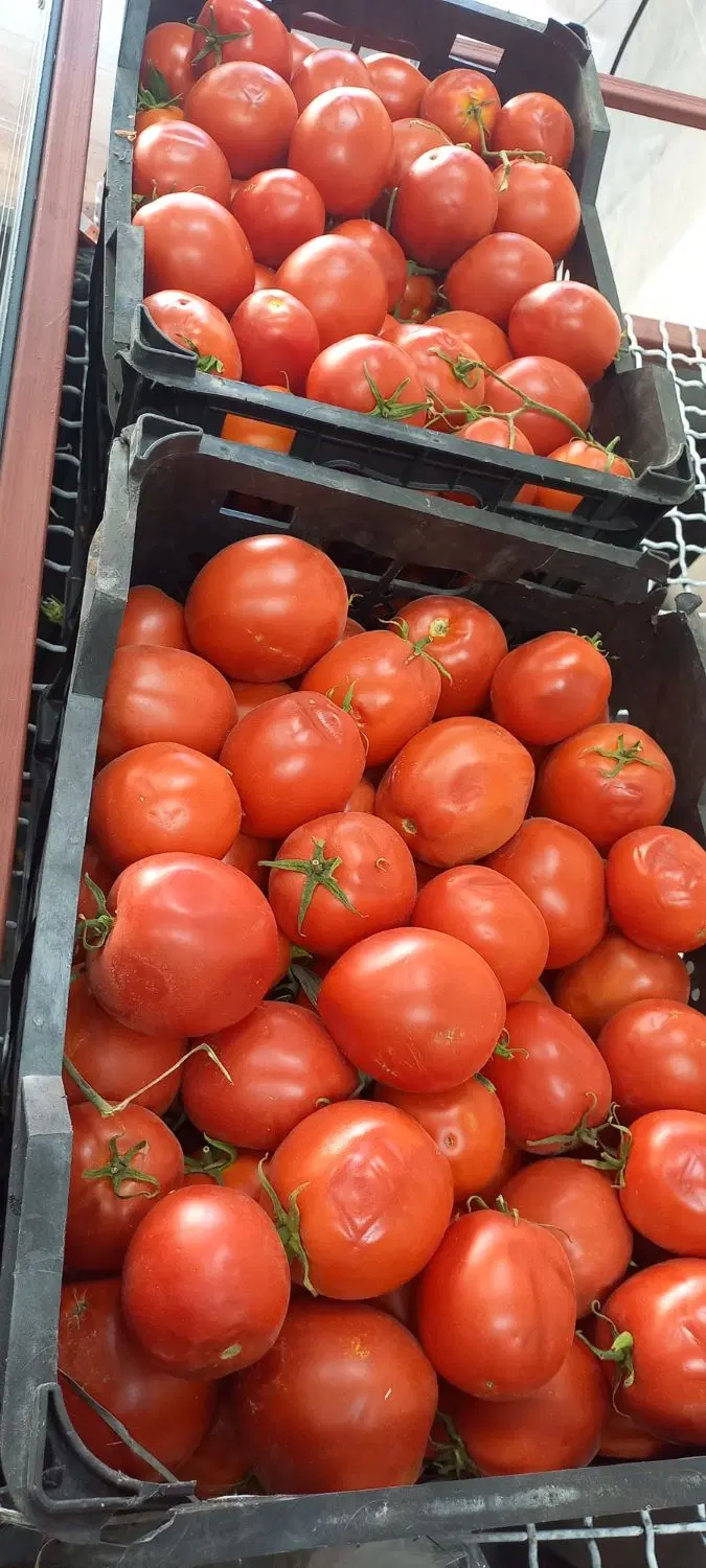 خیار|خوردنی و آشامیدنی|بیرجند, |دیوار