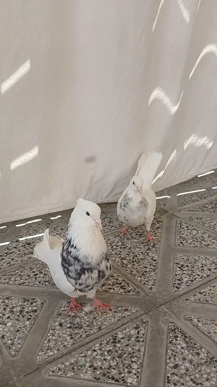 کفتر|پرنده|مبارکه, |دیوار