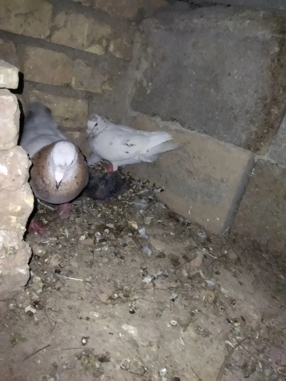 کفتر|پرنده|گرمخان, |دیوار