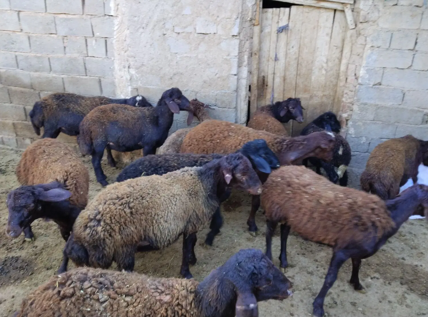 بره|حیوانات مزرعه|چاراویماق, |دیوار