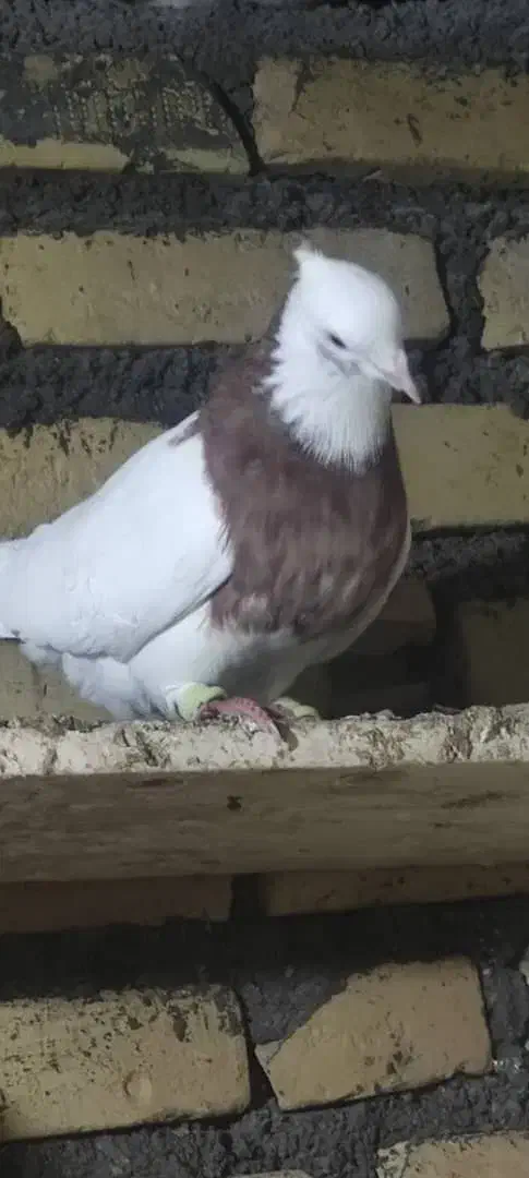 کبوتر|پرنده|باوی, |دیوار