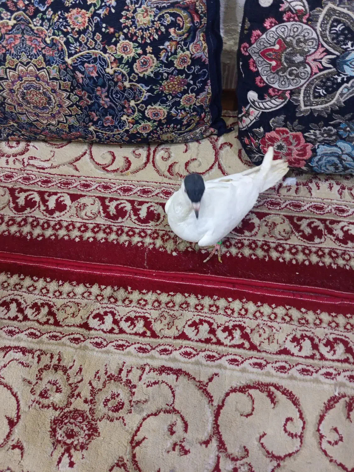 کفتر|پرنده|آران و بیدگل, |دیوار