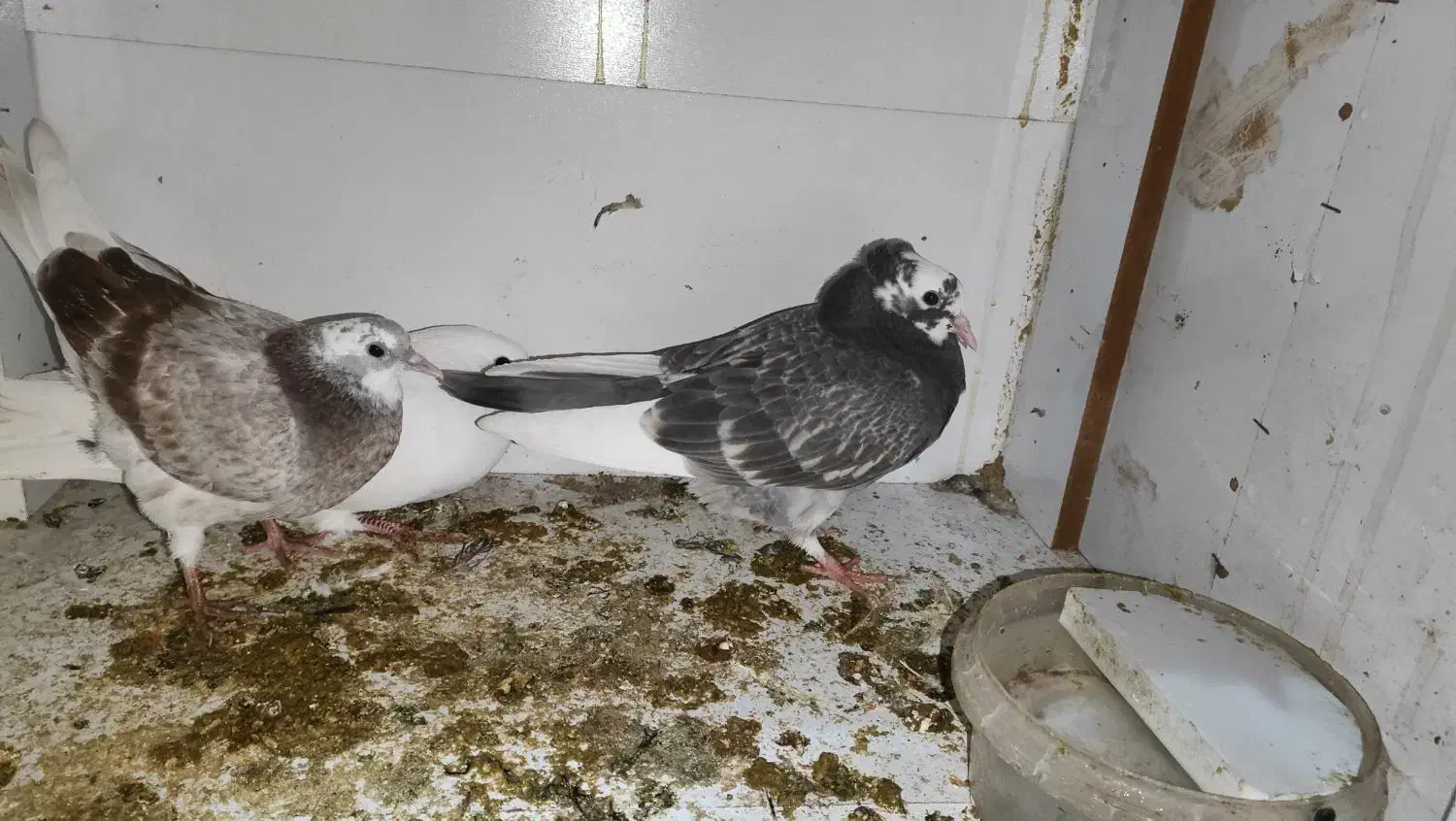 جوجه|پرنده|آران و بیدگل, |دیوار