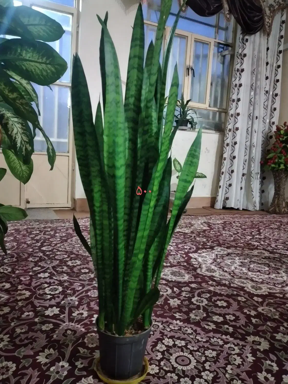 ۴ عدد گل|گل و گیاه طبیعی|ایذه, |دیوار