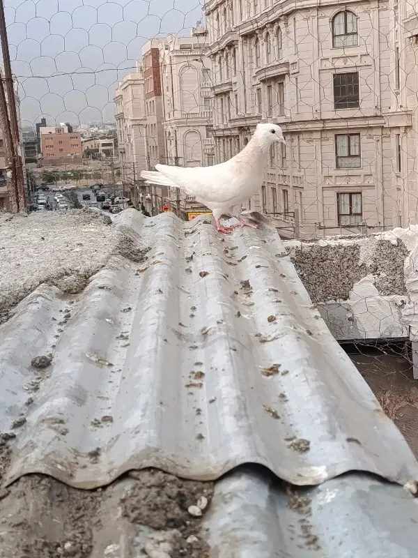 کبوتر|پرنده|قدس, شهرقدس|دیوار