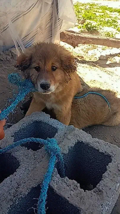 سگ اصیل|سگ|برازجان, |دیوار