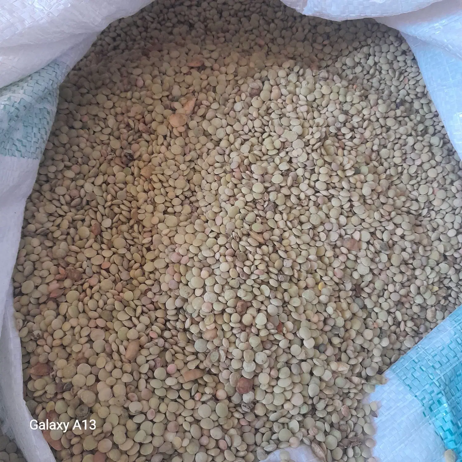 عدس|خوردنی و آشامیدنی|کالپوش, |دیوار