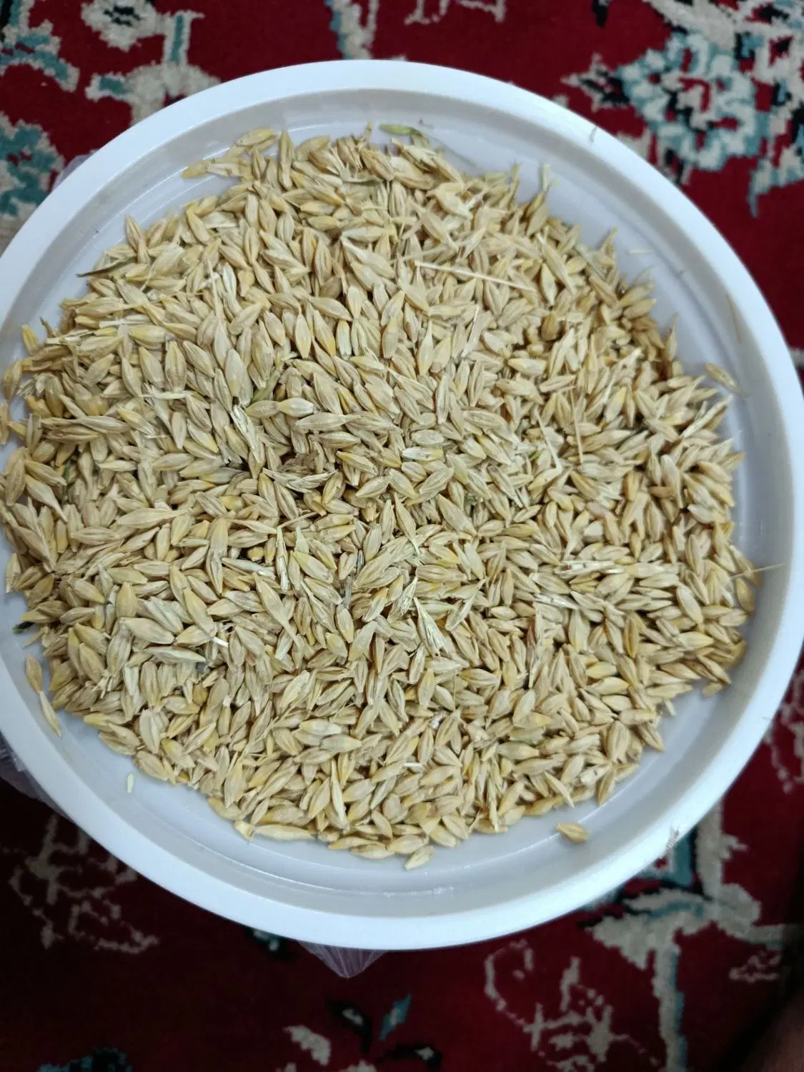 جو بومی|لوازم جانبی حیوانات|حبیب آباد, |دیوار