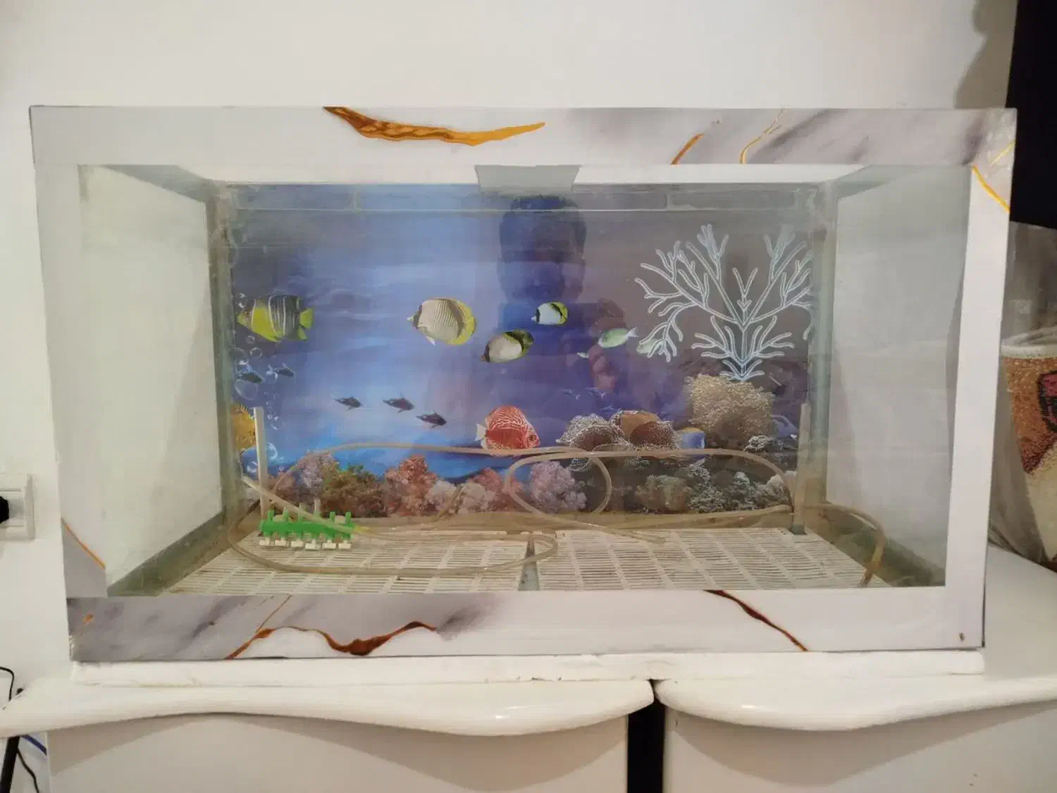 آکواریوم|ماهی|رباطکریم, مسکن مهر آبشناسان|دیوار