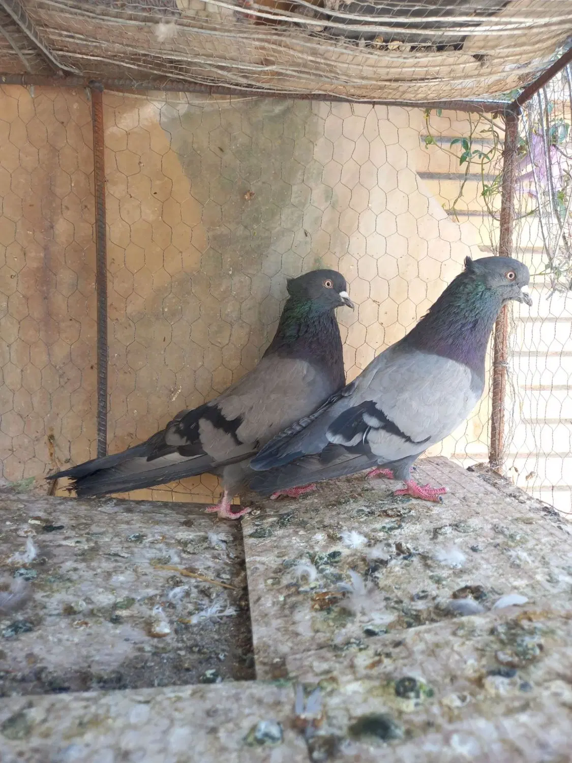 عمو|پرنده|بم, |دیوار