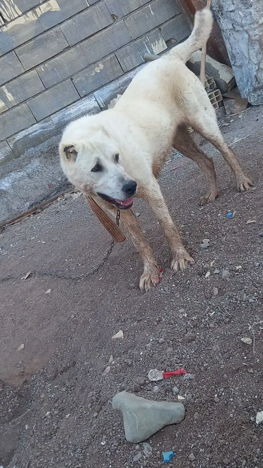 سگ الابای|سگ|چورزق, |دیوار