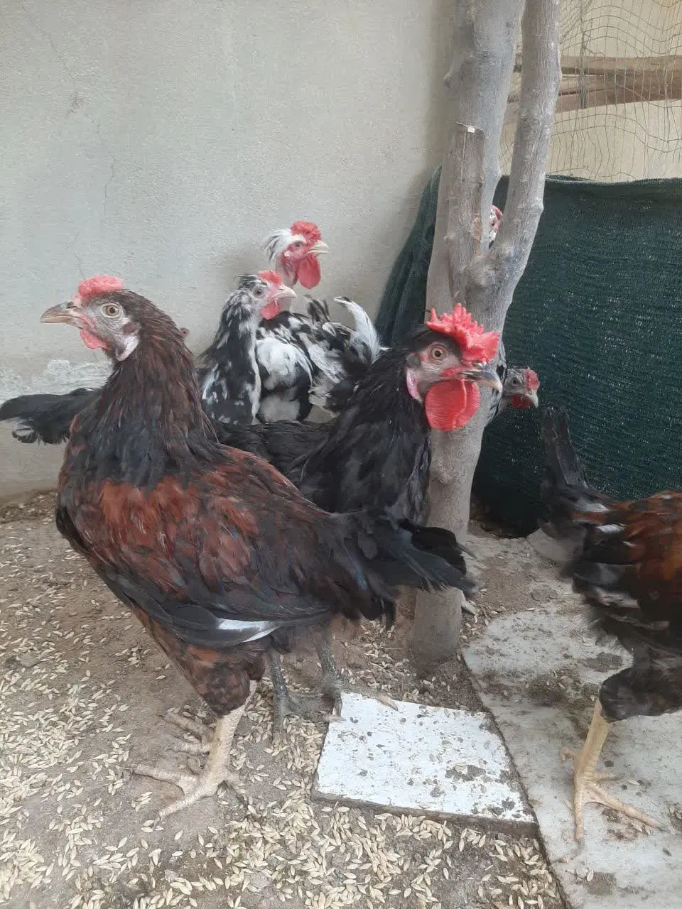 خروس|حیوانات مزرعه|جم, |دیوار