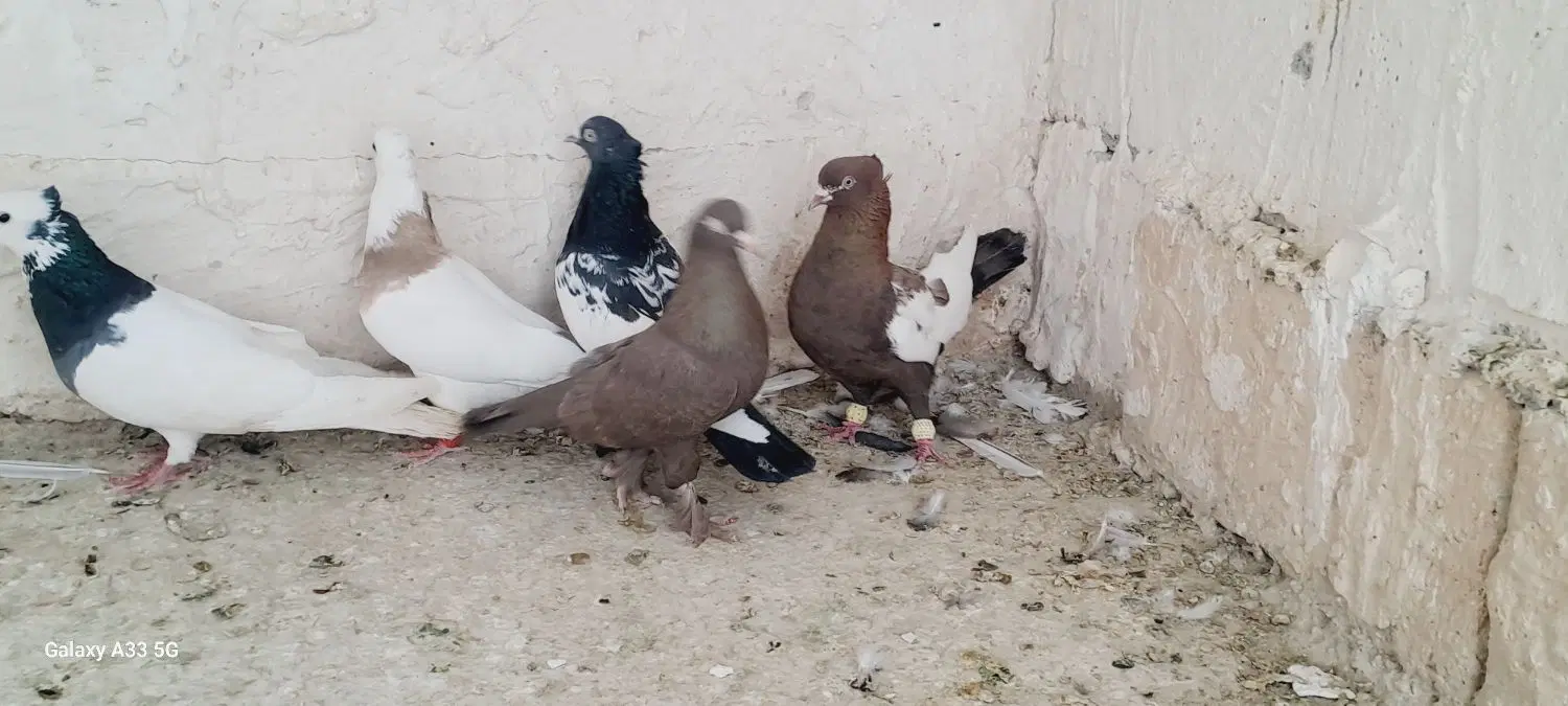 کبوتر|پرنده|شیراز, شهرک نیایش|دیوار