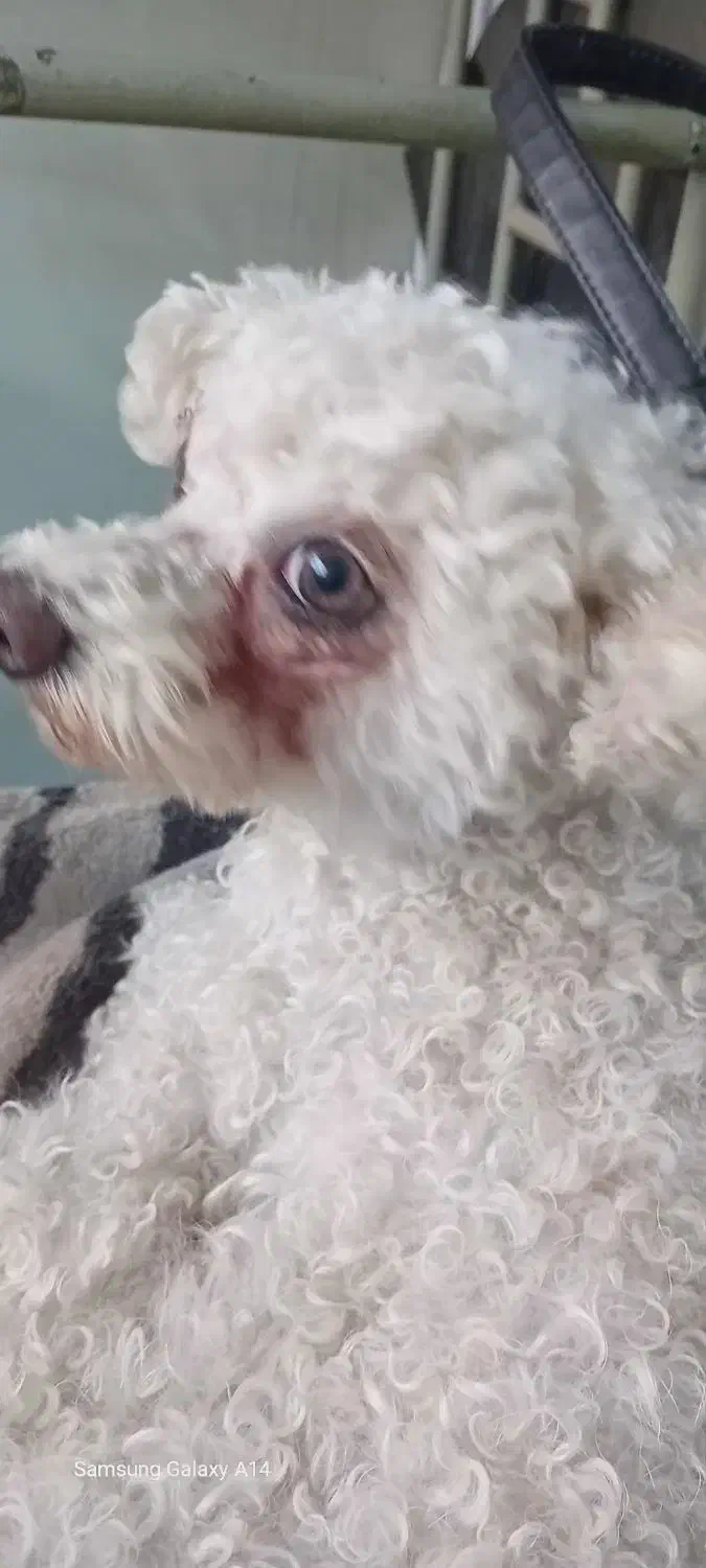 سگ گم شده|حیوانات|اصفهان, همدانیان|دیوار